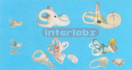 MAGNIFIED INTERNAL EAR MODEL